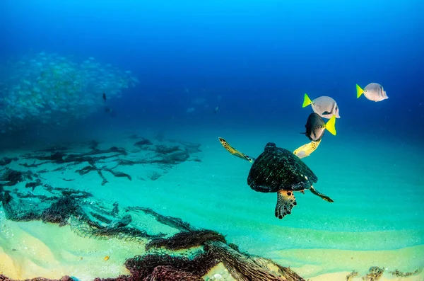 カボ仏母の国立公園 世界の水族館のサンゴ礁でウミガメ バハカリフォルニアスル メキシコ — ストック写真