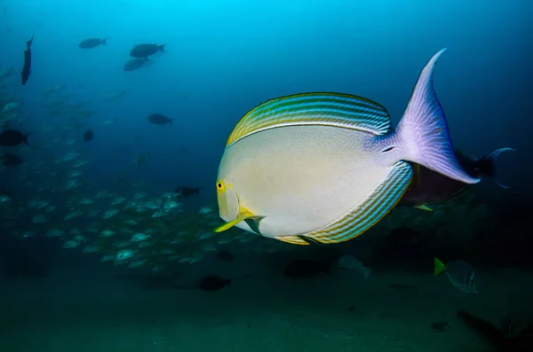 Acanthurus Xanthopterus 難破船のイエローフィンまたは紫色のSurgeonfish 太平洋のコルテス海のサンゴ礁 プルモ カリフォルニア スール メキシコ 裁判所はそれを世界の水族館と名付けた — ストック写真