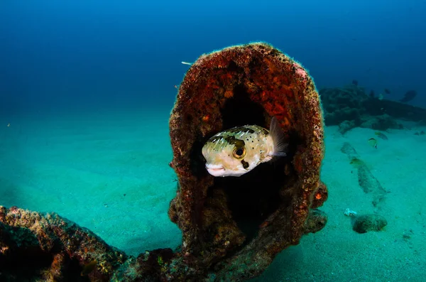 Revet Fiskar Från Havet Cortez Mexiko — Stockfoto