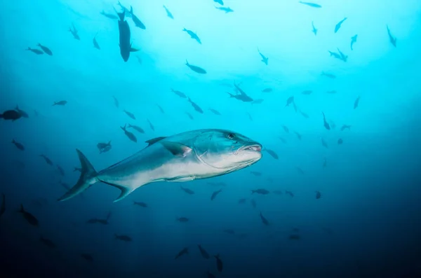 Büyük Amberjack Seriola Dumerili Cabo Pulmo Milli Parkı Dünyanın Akvaryum — Stok fotoğraf