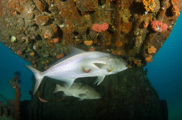 更大的鰤 Seriola Dumerili Pulmo 国家公园 世界水族馆 下加利福尼亚 墨西哥 — 图库照片