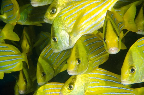 墨西哥的海洋中的珊瑚礁鱼 — 图库照片