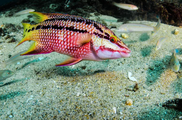 墨西哥的海洋中的珊瑚礁鱼 — 图库照片