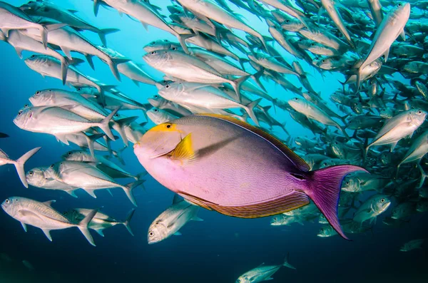 Acanthurus Xanthopterus Yellowfin Μωβ Surgeonfish Ναυάγιο Ύφαλοι Της Θάλασσας Του — Φωτογραφία Αρχείου