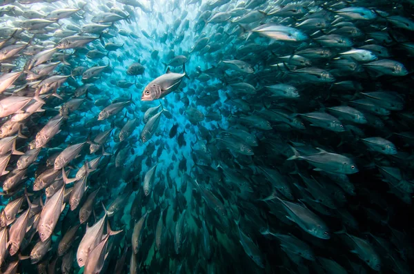 Big Eye Trevally Jack Caranx Sexfasciatus Forming Polarized School Bait — Stock Photo, Image