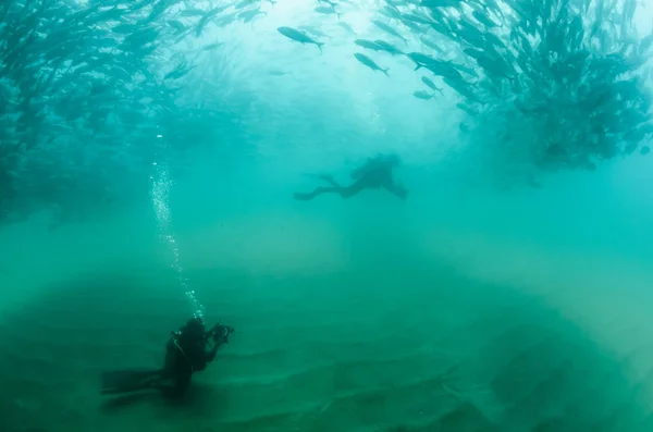 Velké Oko Trevally Jack Caranx Sexfasciatus Tvořící Polarizované Školy Návnady — Stock fotografie