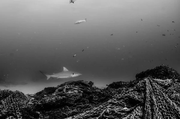 Bull Shark Carcharhinus Leucas Reefs Sea Cortez Pacific Ocean — Stock Photo, Image