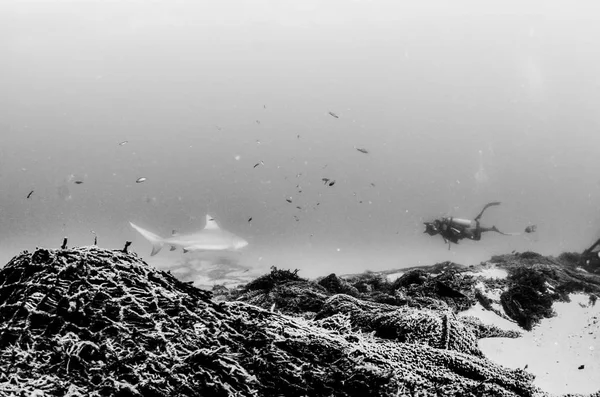 Bull Shark Carcharhinus Leucas Reefs Sea Cortez Pacific Ocean — Stock Photo, Image