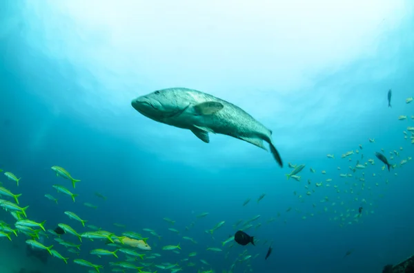 コルテス海のサンゴ礁から サンゴ礁の形成にヒョウ Mycteroperca カボ仏母国立公園 バハカリフォルニアスル メキシコクストーというそれ世界の水族館 — ストック写真