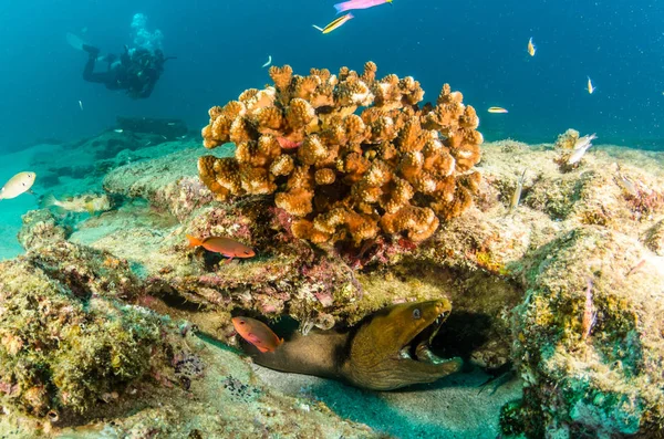 Korálový Útes Scénický Moře Cortez Baja California Sur Mexiko — Stock fotografie