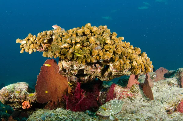 Coral Reef Ląd Morze Corteza Miasto Gmina Meksyku Stanie Baja — Zdjęcie stockowe