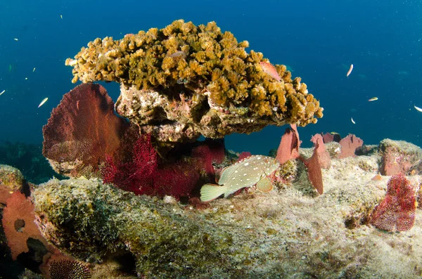 Coral Reef Ląd Morze Corteza Miasto Gmina Meksyku Stanie Baja — Zdjęcie stockowe