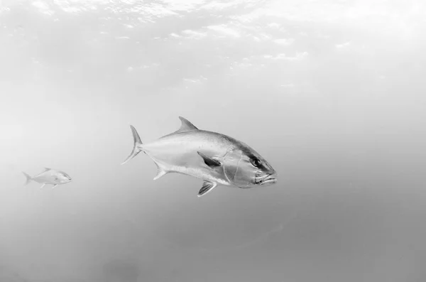 Större Amberjack Seriola Dumerili Cabo Pulmo Nationalpark Världens Akvarium Baja — Stockfoto