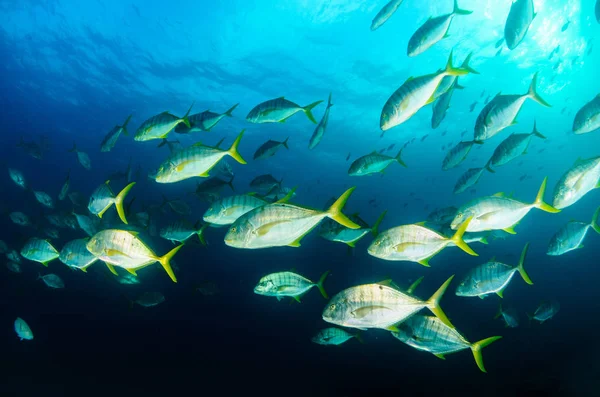 Big Eye Trevally Jack Caranx Sexfasciatus Formant Une École Polarisée — Photo