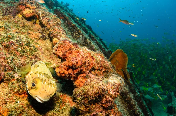 Arrecife Peces Del Mar Cortés México —  Fotos de Stock