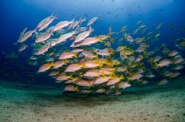 Giallo Snapper Lutjanus Argentiventris Formando Una Scuola Naufragio Scogliere Del — Foto Stock