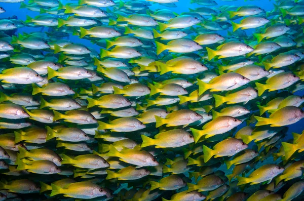 Жовтий Snapper Lutjanus Argentiventris Утворюючи Школу Корабельної Аварії Рифи Море — стокове фото