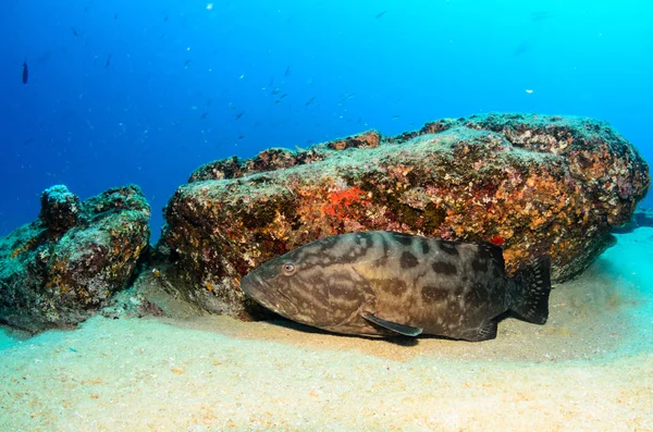 コルテス海のサンゴ礁から サンゴ礁の形成にヒョウ Mycteroperca カボ仏母国立公園 バハカリフォルニアスル メキシコクストーというそれ世界の水族館 — ストック写真