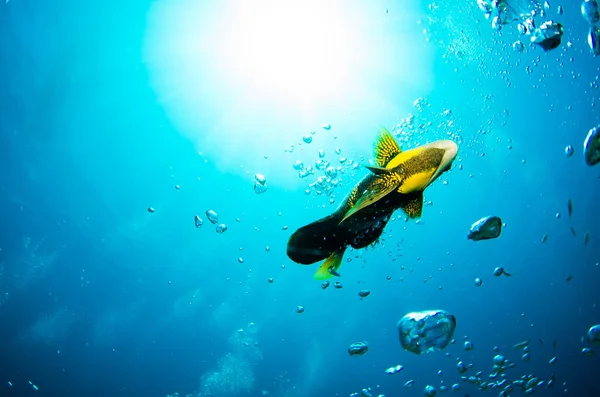 Reef Fishes Sea Cortez Mexico — Stock Photo, Image