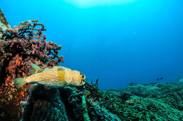 Reef Fishes Sea Cortez Mexico — Stock Photo, Image