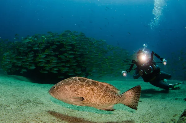 Cortez deniz resifleri gelen mercan oluşumunda leopar orfoz (Mycteroperca rosacea). Cabo Pulmo Milli Parkı, Baja California Sur, Meksika. Cousteau dünya akvaryum adlı.