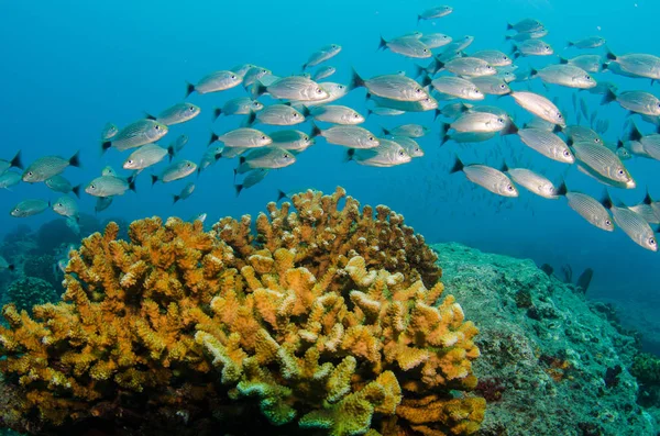 Panoramica Della Barriera Corallina Del Mar Cortez Baja California Sur — Foto Stock