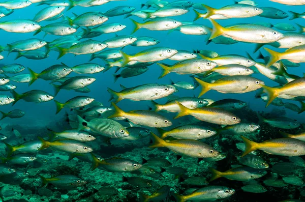 Arrecife Peces Del Mar Cortés México —  Fotos de Stock