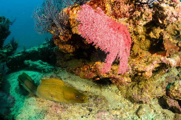 Panamic Green Moray Węgorzy Gymnothorax Castaneus Usta Szeroko Otwarte Odpoczynku — Zdjęcie stockowe