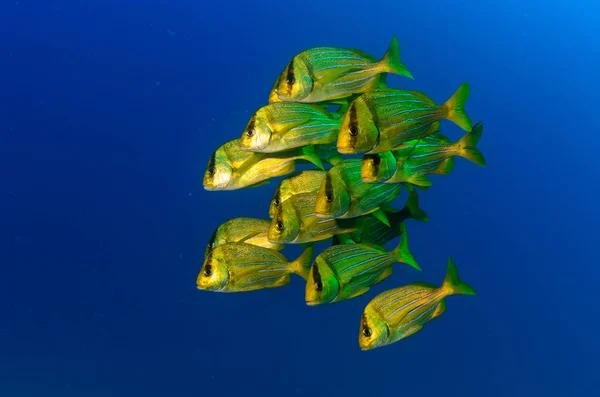 Panamic Porkfish Anisotremus Taeniatus Kleurrijke Gele Vissen Een School Baitball Rechtenvrije Stockfoto's