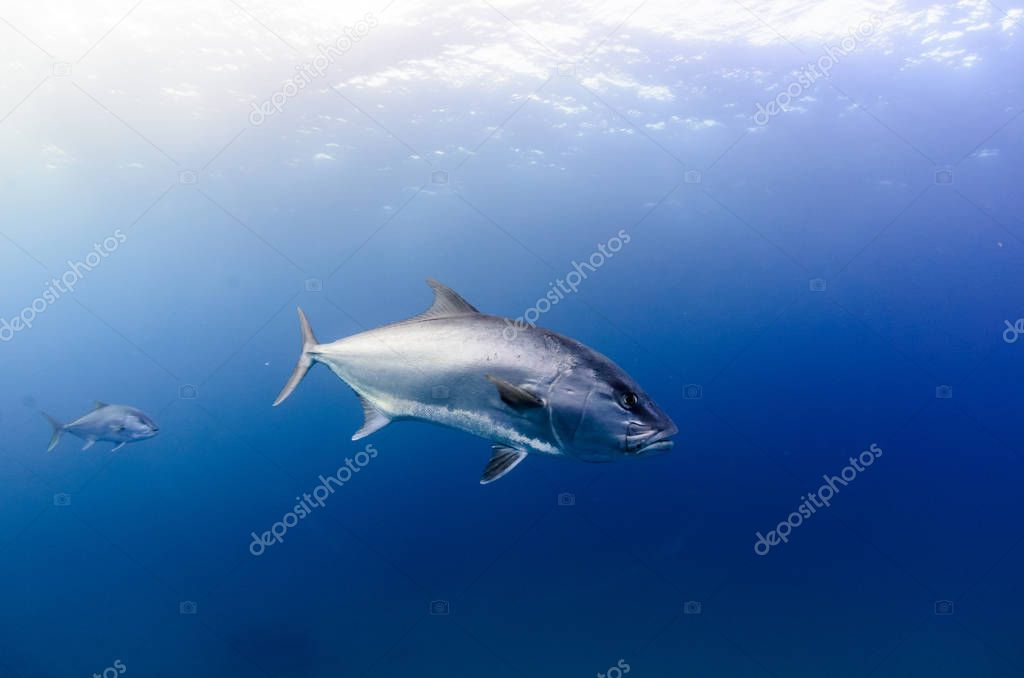 Greater amberjack (Seriola dumerili). Cabo Pulmo National Park, The world's aquarium. Baja California Sur,Mexico.