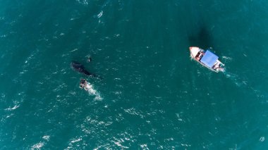 Balina köpekbalığı (rhincodon typus), okyanus, büyük nazik plankton filterer dev, yüzme en büyük balık yüzey yakınındaki. La Paz Baja California sur, Meksika.
