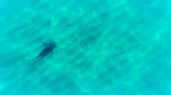 Boğa Köpekbalığı Carcharhinus Leucas Hava Görünümünü Kayalık Deniz Cortez Pasifik — Stok fotoğraf