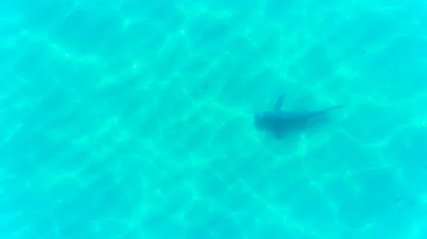 Vista Aérea Tubarão Touro Carcharhinus Leucas Recifes Mar Cortez Oceano — Fotografia de Stock