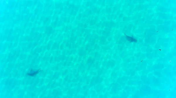 Vista Aérea Tiburón Toro Carcharhinus Leucas Arrecifes Del Mar Cortés — Foto de Stock