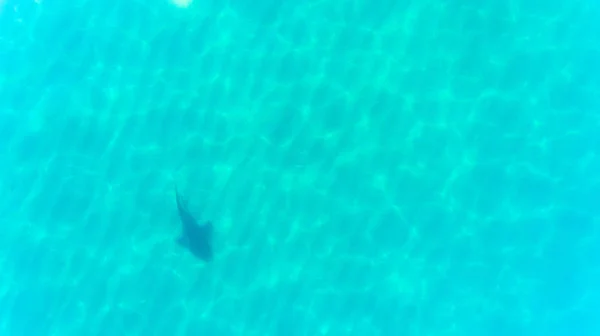 Vista Aérea Tiburón Toro Carcharhinus Leucas Arrecifes Del Mar Cortés —  Fotos de Stock