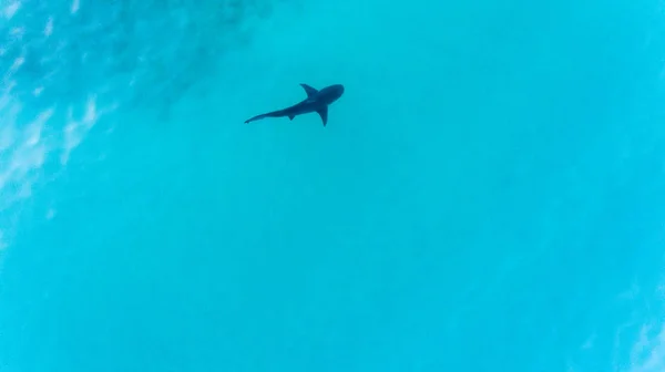 Vista Aérea Tubarão Touro Carcharhinus Leucas Recifes Mar Cortez Oceano — Fotografia de Stock