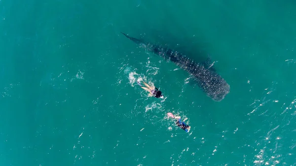 Tubarão Baleia Rhincodon Typus Maior Peixe Oceano Enorme Gigante Filtrante — Fotografia de Stock