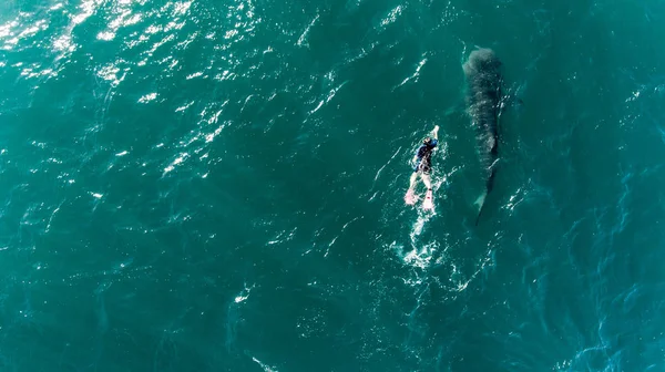 Walvishaai Rhincodon Typus Grootste Vis Oceaan Een Grote Zachte Plankton — Stockfoto