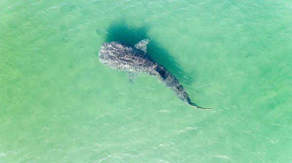 鲸鱼鲨 Rhincodon 海洋中最大的鱼 一个巨大的温和浮游生物 Filterer 在水面附近游泳 墨西哥的拉巴斯下加利福尼亚 — 图库照片