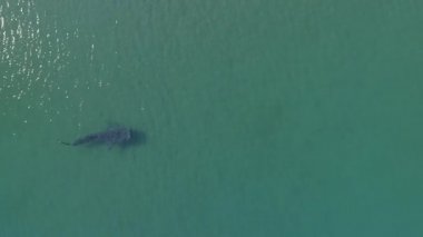 Balina köpekbalığı (rhincodon typus), okyanus, büyük nazik plankton filterer dev, yüzme en büyük balık yüzey yakınındaki. La Paz Baja California sur, Meksika.