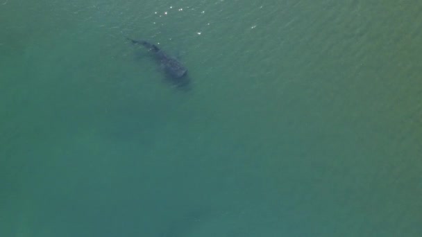 Whale Shark Rhincodon Typus Biggest Fish Ocean Huge Gentle Plankton — Stock Video