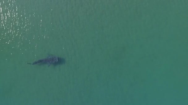 Walvishaai Rhincodon Typus Grootste Vis Oceaan Een Grote Zachte Plankton — Stockvideo