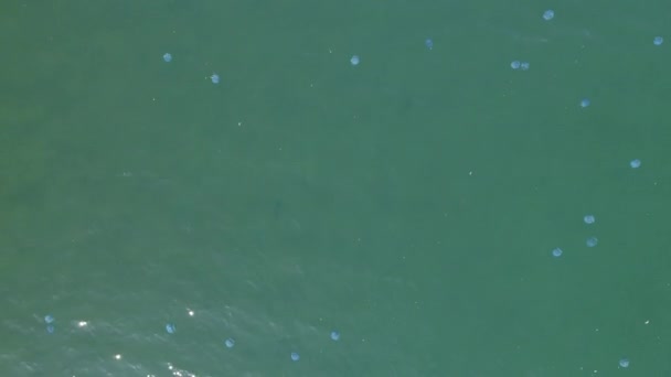 鲸鱼鲨 Rhincodon 海洋中最大的鱼 一个巨大的温和浮游生物 Filterer 在水面附近游泳 墨西哥的拉巴斯下加利福尼亚 — 图库视频影像