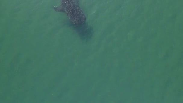 鲸鱼鲨 Rhincodon 海洋中最大的鱼 一个巨大的温和浮游生物 Filterer 在水面附近游泳 墨西哥的拉巴斯下加利福尼亚 — 图库视频影像