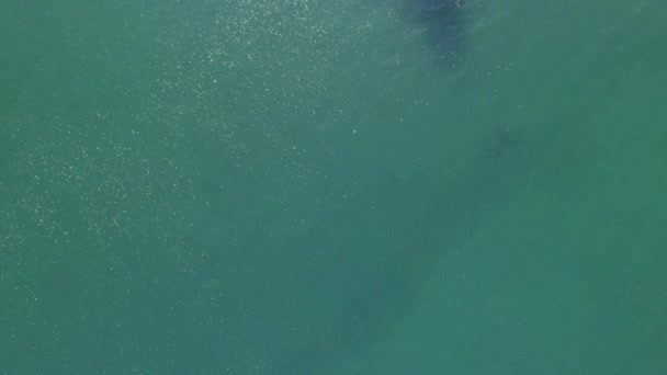 ジンベイザメ ジンベイザメ 表面付近の海 巨大な穏やかなプランクトン Filterer 水泳で最大の魚 ラパス バハカリフォルニアスル州メキシコ — ストック動画
