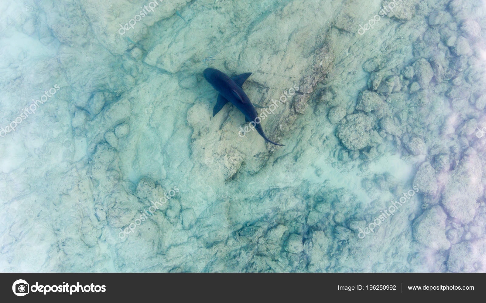 Pictures aerial shark Aerial View Bull Shark Carcharhinus Leucas