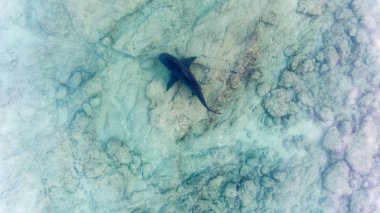 Boğa köpekbalığı (Carcharhinus leucas) hava görünümünü. kayalık deniz Cortez, Pasifik Okyanusu. Cabo Pulmo, Baja California Sur, Meksika. Dünyanın akvaryum.
