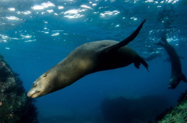 Kaliforniya deniz aslanı (Zalophus californianus) yüzme ve los islotes La paz, Espiritu Santo Adası resifleri oynayan. Baja California Sur, Meksika.