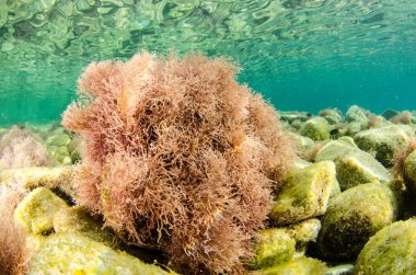Mercan kayalığı bakış deniz Cortez, Baja California Sur, Meksika. 