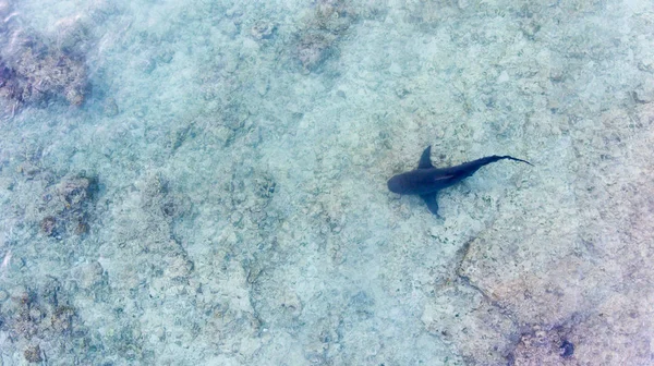 Vista Aérea Tiburón Toro Carcharhinus Leucas Arrecifes Del Mar Cortés — Foto de Stock